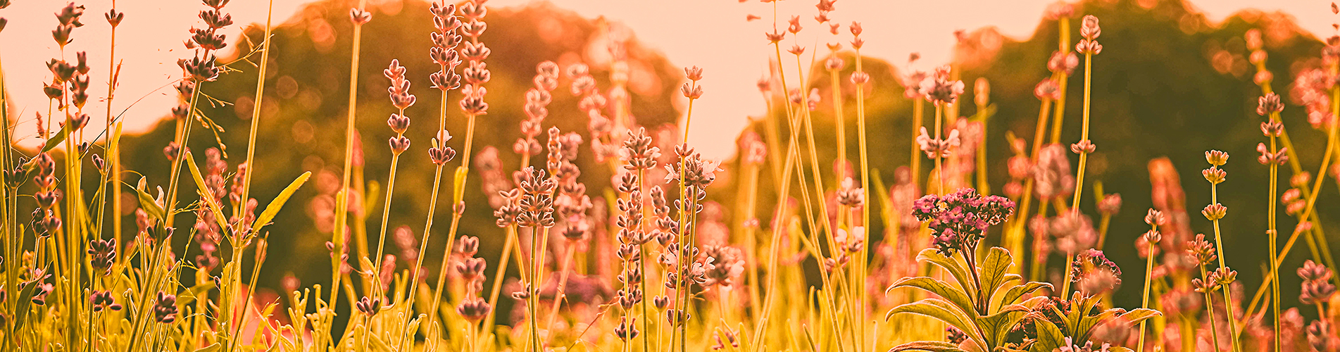 Авиакасса в Йошкаре-Оле