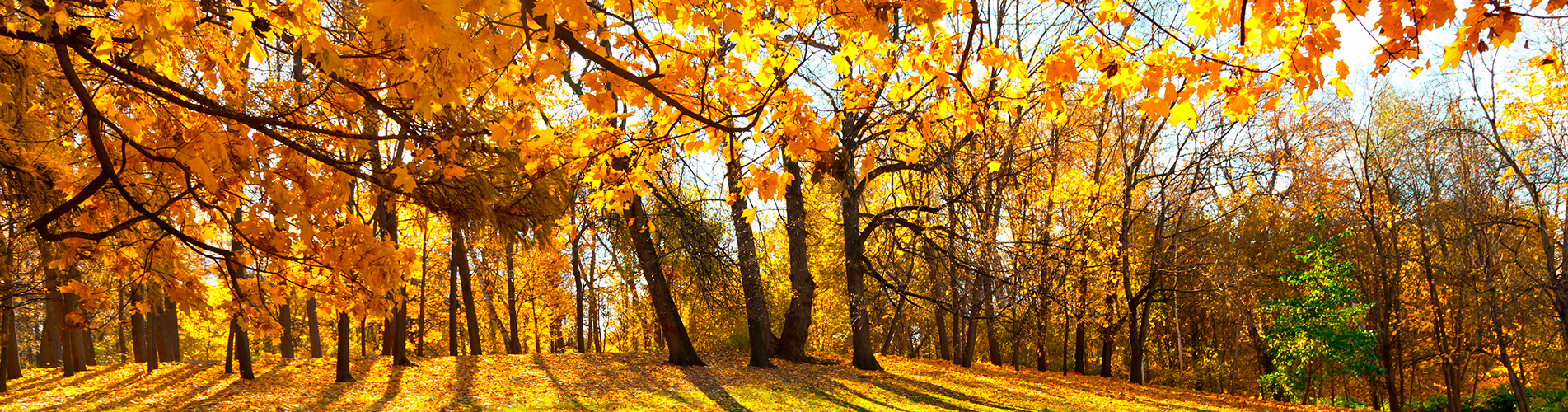Авиакасса в Орске