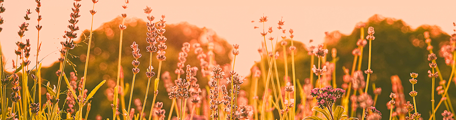 Авиакасса в Пензе