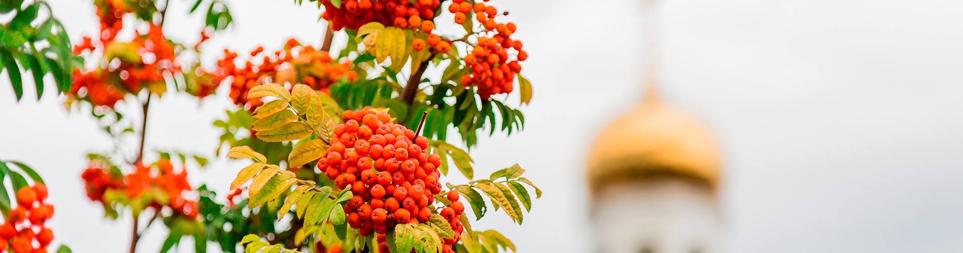 Авиакасса в Урае